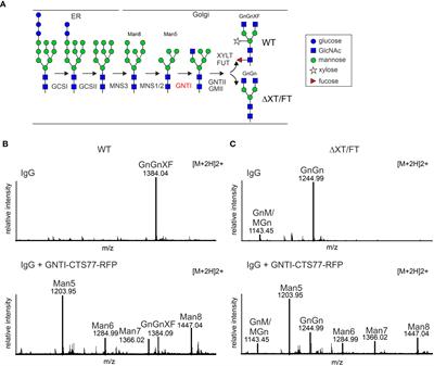 The tobacco GNTI stem region harbors a strong motif for homomeric protein complex formation